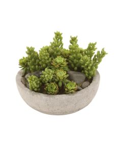 5.5" MIXED SUCCULENTS IN POT