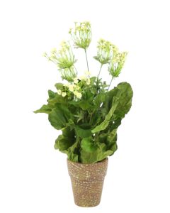 Queen Anne Lace in Clay Pot (Set of 2)