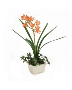 Mauve Cymbidium Orchid in Pot