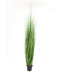 Tall Green Grass in Black Plastic Nursery Liner (Pack 2)