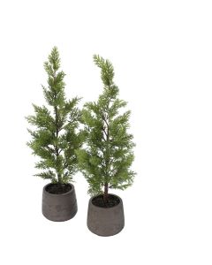 Cypress Tree in Chocolate Pot (Pack 2)