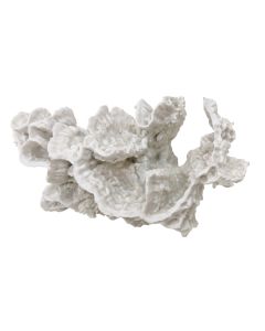 White Coral Accent