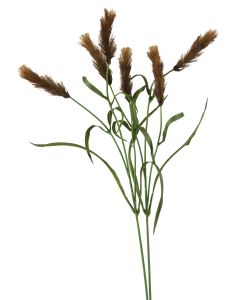 Pennisetum in Med Brown