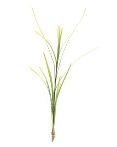 TALL GRASS   (Set of 12)