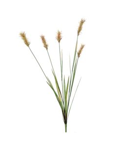 THISTLE (PAMPAS GRASS) ROSE GREEN - Set of 12
