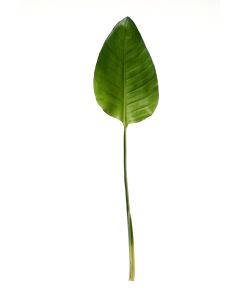 32.5" Exotic Bird of Paradise Leaf Plastic in Green