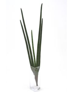 Sanseveria Plant Stem in Dark Green