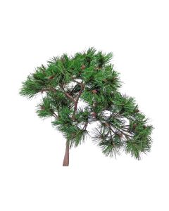 19" Needle Pine Bonsai