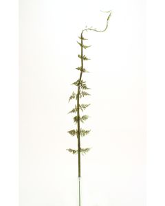 48" Golden Male Single Fern with Curls At Top in Green