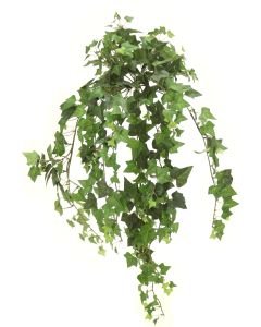 Medium Green Ivy Bush Vine (Sold in Multiples of 6)