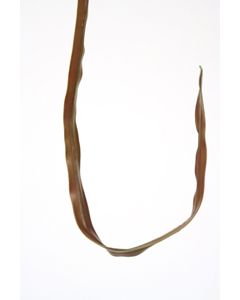 32.5" Cymidium Leaf in Brown Green (Sold in Multiples of 48)