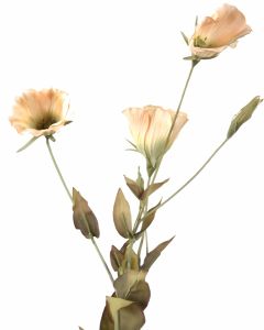 Lisianthus in Ivory