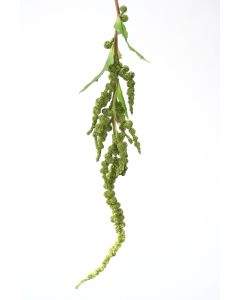 Hanging Amaranthus Spray in Sage Green