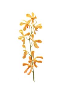 32"  Vanda Stem (Yellow Orange)