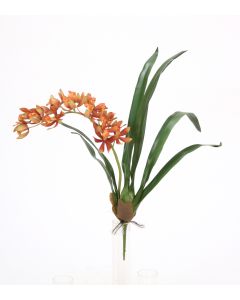 20.5" Mini Cymbidium Plantred Gold