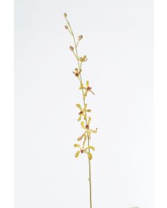 40" Vanda Orchid Plant in Gold (Sold in Multiples of 6)