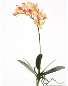 14.5" Mini Phalaenopsis Plant