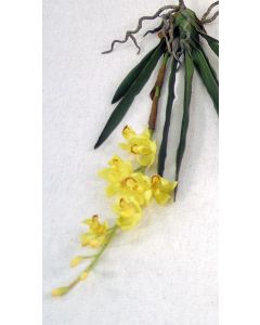 Small Cymbidium Plant in Yellow (Sold in Multiples of 6)