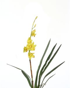 Small Cymbidium Plant in Yellow (Sold in Multiples of 6)