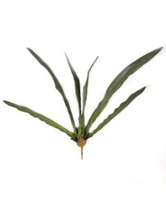 24" Cymbidium Leaf Plant No Roots