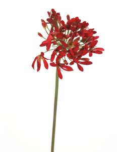 33" Agapanthus Stem in Red