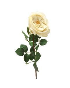 27" English Garden Rose x 1 - Cream Green 