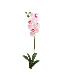 26" Phalaenopsis Orchid Plant