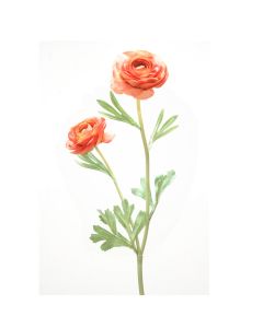 18.5" Ranunculus Stem x 2 - Coral