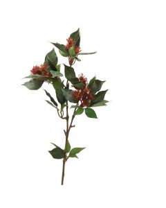 Trochodendron Spray x 3