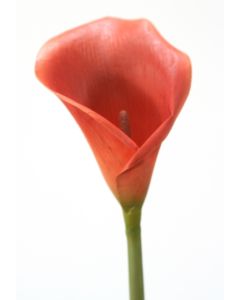 31" Calla Lily with Thick Stem Dark Rust