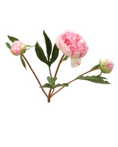 17" Pink Fuschia Peony Stem