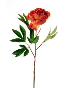 32" Peony Bud X 1 Red Rust