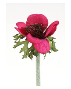 Anemone in Dark Violet