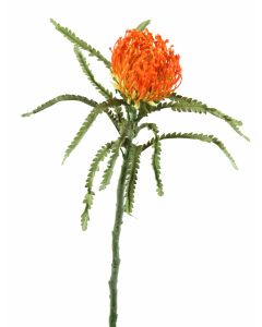 27" Pincushion Spray in Light Orange