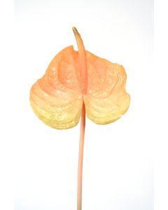 Large Anthurium Natural Stem