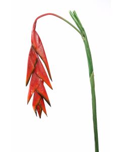 Hanging Heliconia Natural Stem