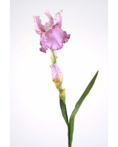 Bearded Iris in Lavender