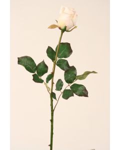 Large Dutchess Rose Bud in Champagne