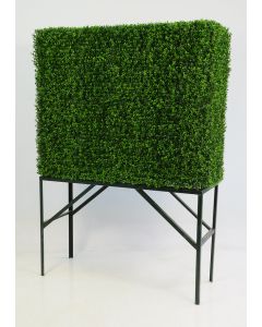 BOXWOOD HEDGE