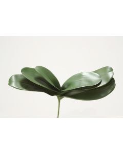 Phaleanopsis Orchid Leaf Plant without Roots Green