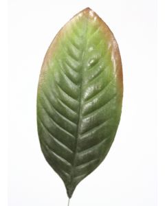 Single Magnolia Leaf