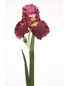 German Iris Amethyst (Sold in Multiples of 12)