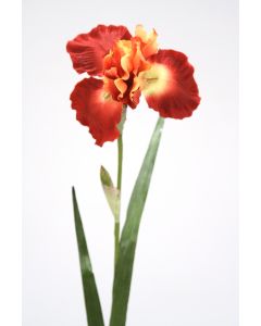 German Iris in Rust Gold (Sold in Multiples of 12)