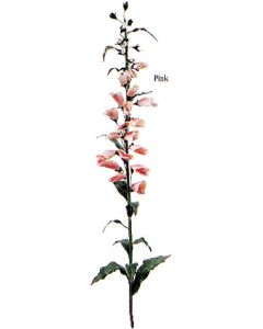 Foxglove - Pink