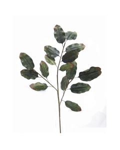 ***Discontinued***  Protea Foliage