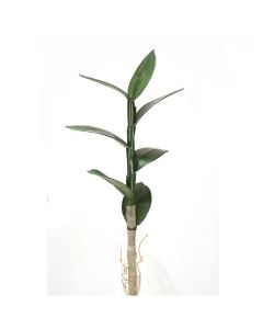 Large Dendrobium Leaf Plant x 7 Leaves 