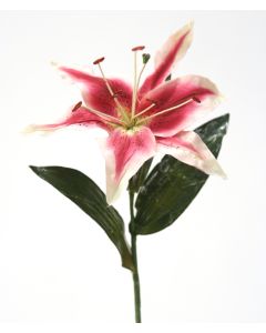 Single Hawaiian Lily in Cream Rose Pink (Sold in Multiples of 12)