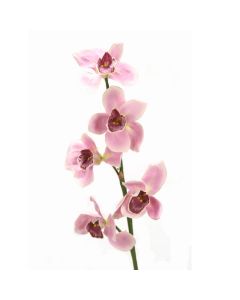 Cymbidium Orchid