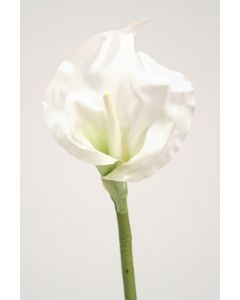 Calla Lily Open - Cream