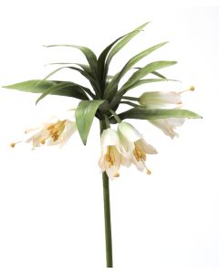 Crown Imperial in Green Ivory